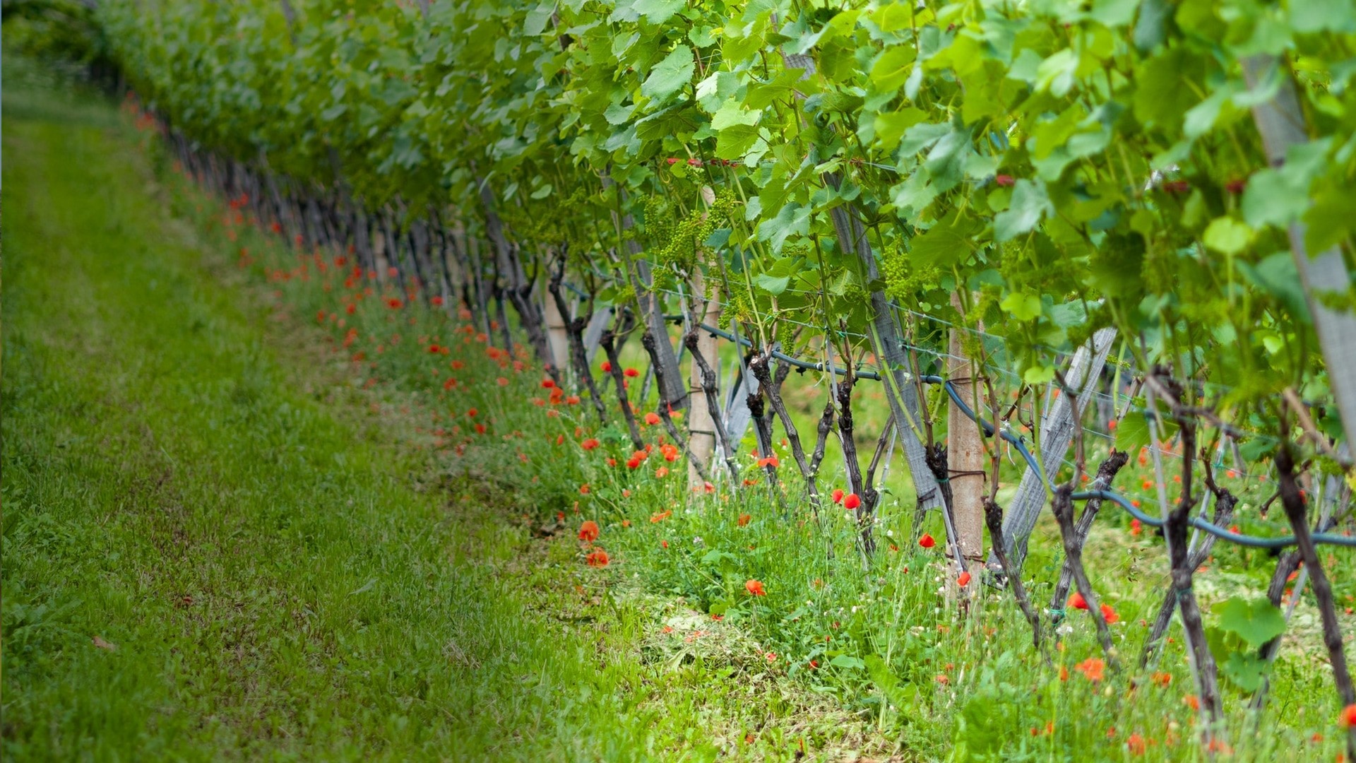 St. Stephen Organic Vineyards Home Organic wine